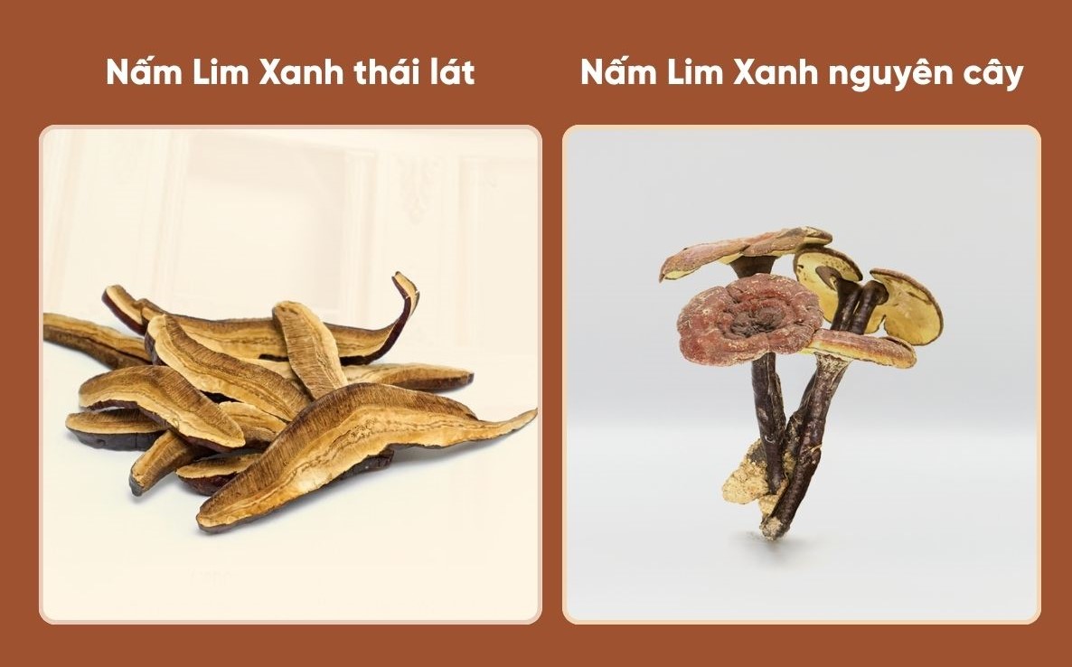 tác dụng của nấm lim xanh và cách sử dụng